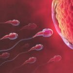 Заморозка яйцеклеток в Турции – сохранить фертильность на будущее